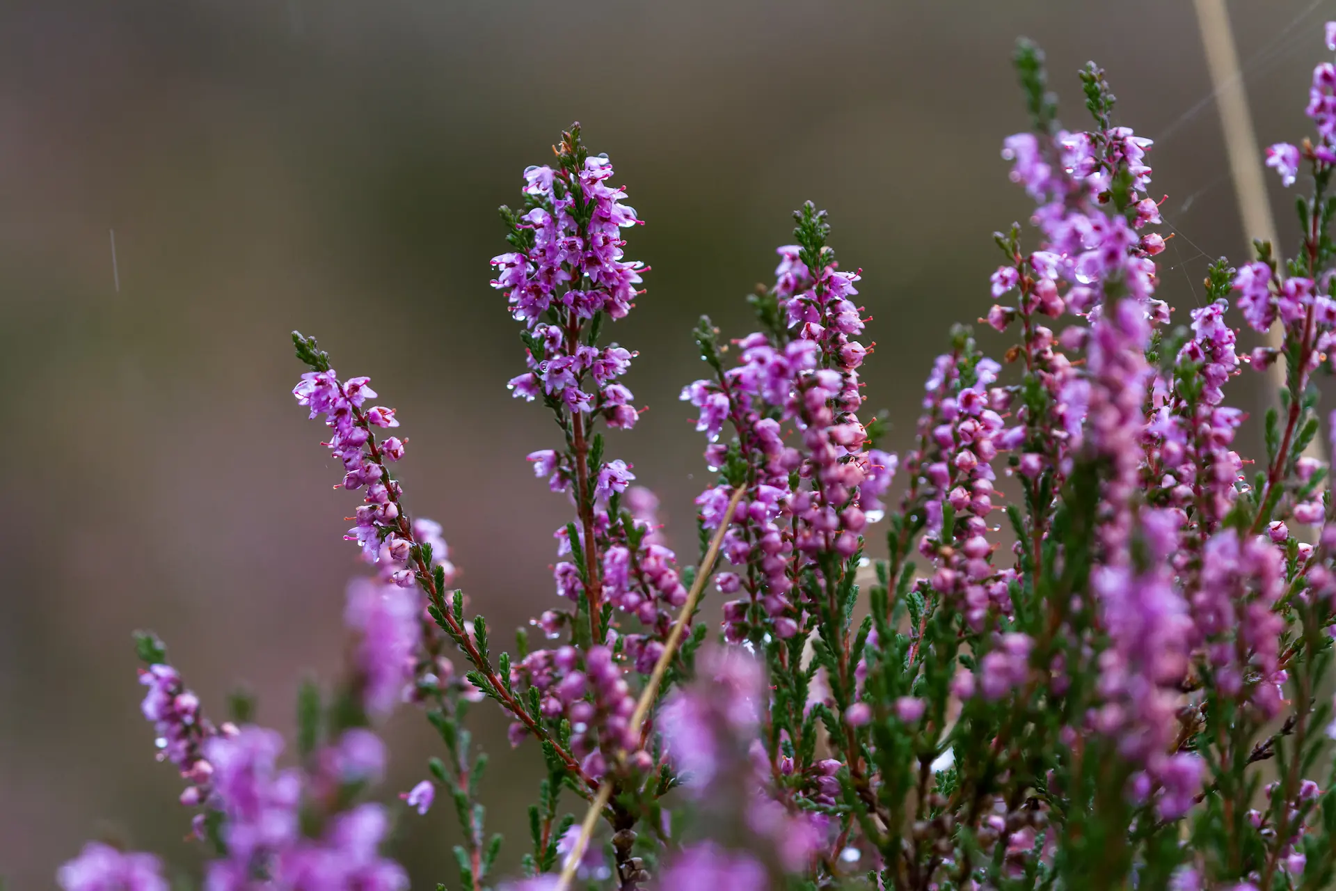 A close-up of vibrant purple heathers with small bell-shaped flowers and a soft, blurred background, at Marguerite Rose's Devon flower farm.