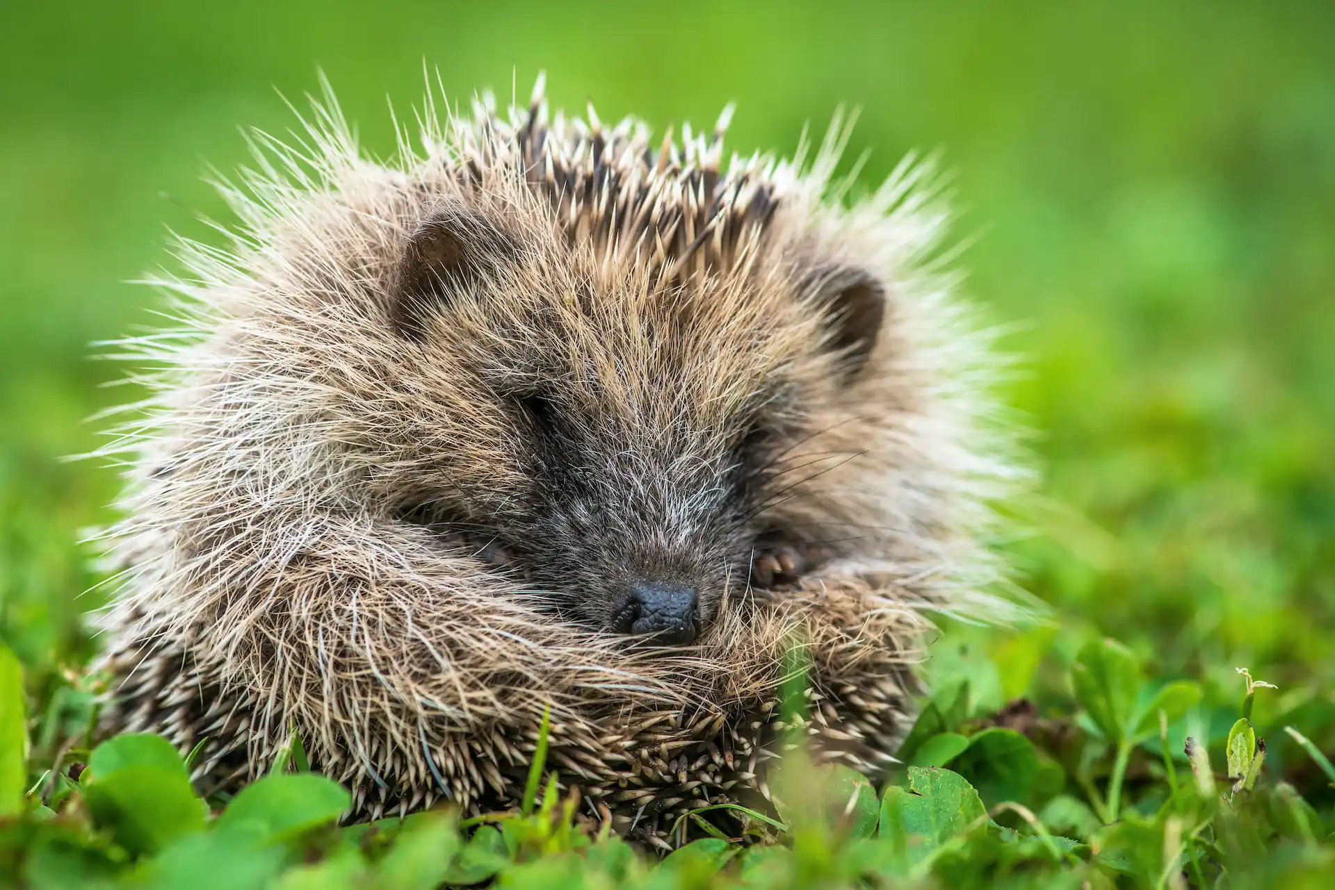 A close-up of a European Hedgehog, Erinaceus europaeus, curled into a ball in a bed of green clover at the Marguerite Rose flower farm in Devon, England.