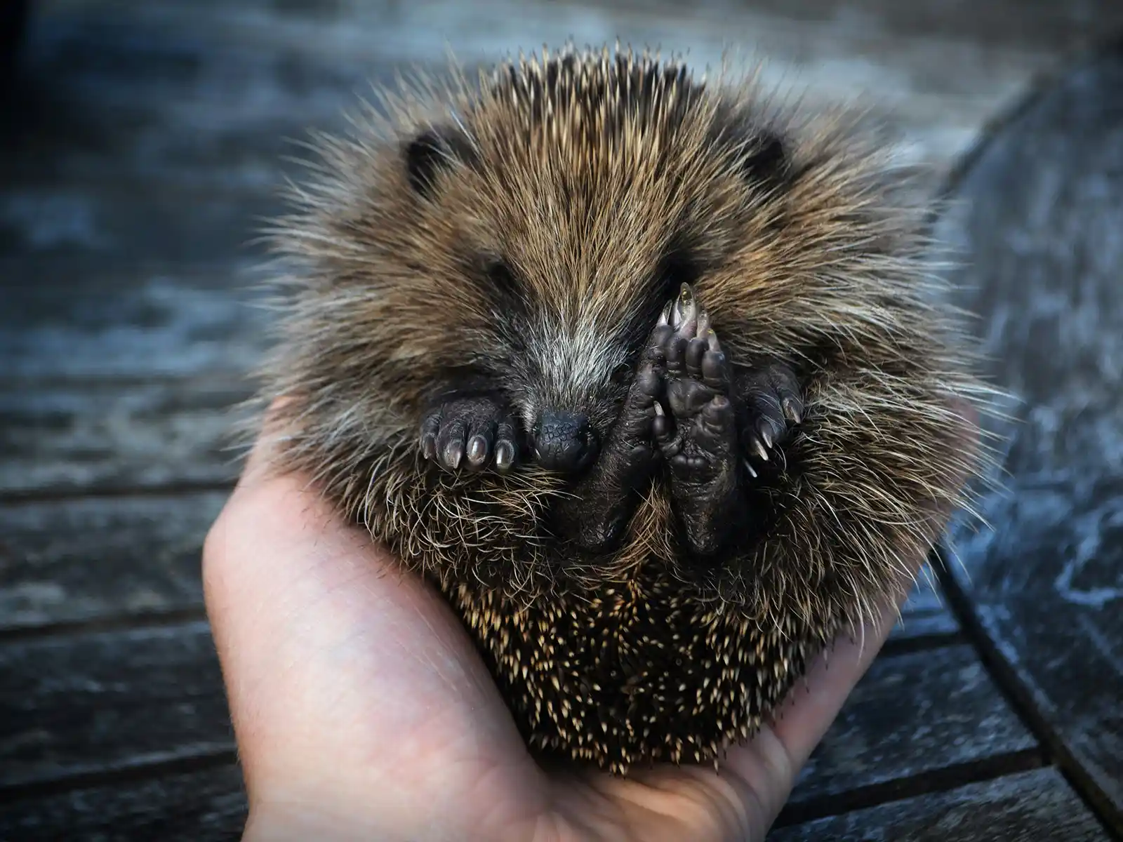 Tiny hedgehog curled in a hand, representing vulnerable UK wildlife needing protection from Bonfire Night hazards