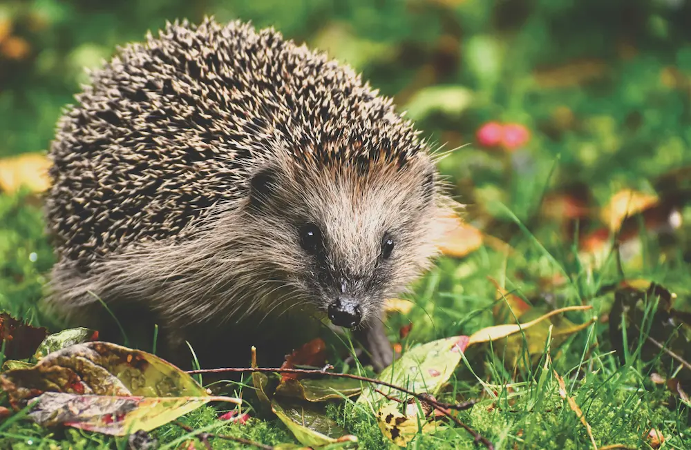 A cute hedgehog foraging in the grass and leaves at Marguerite Rose's Devon flower farm.