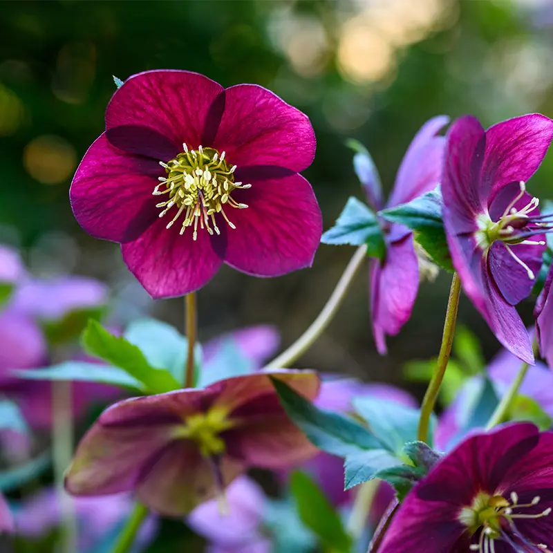 Pink Hellebore flower in Spring bloom at Marguerite Rose Devon flower farm.