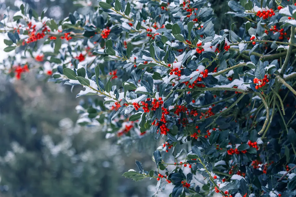 A vibrant holly bush covered in snow with bright red berries, a winter scene at Marguerite Rose's Devon flower farm.