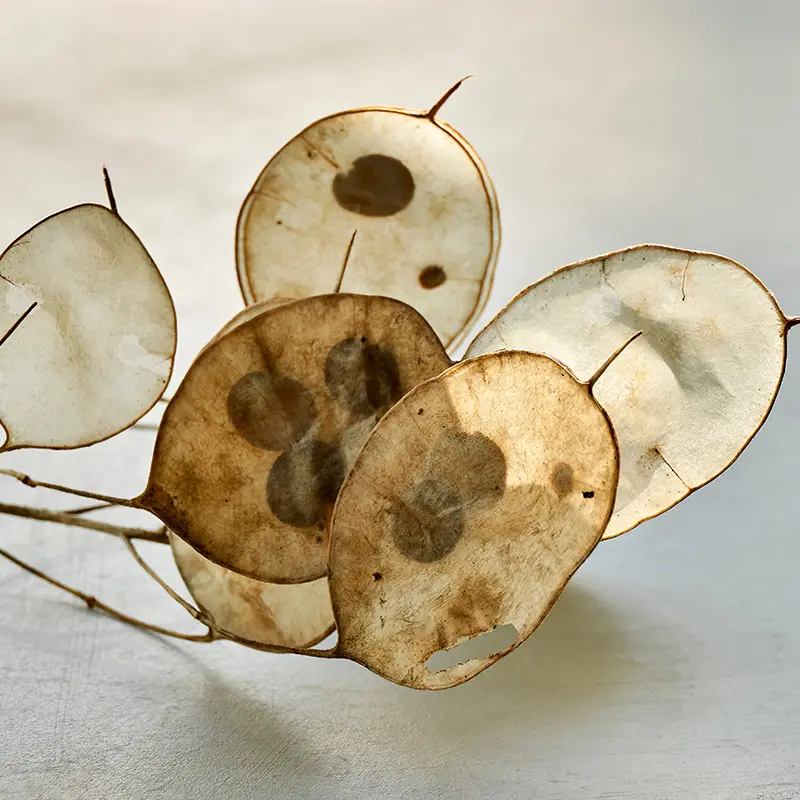 Translucent Honesty dried seed pods for Autumn dried flower arrangements from Marguerite Rose Devon flower farm.