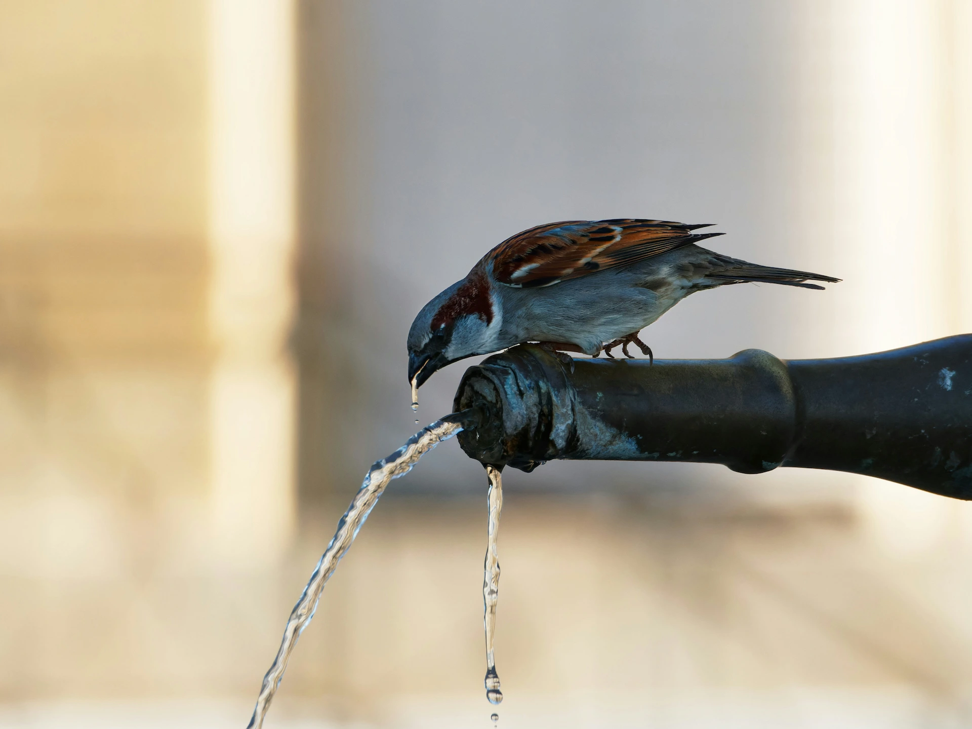 House Sparrow drinking water from a tap at Marguerite Roses flower farm in Devon, highlighting wildlife on the farm.