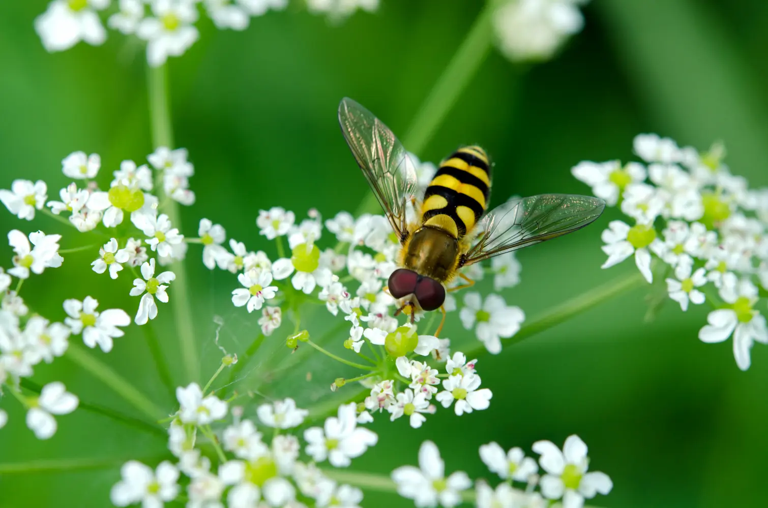 A yellow and black striped hoverfly with large red eyes hovers among tiny white flowers on a green stem at Marguerite Rose's Devon flower farm.