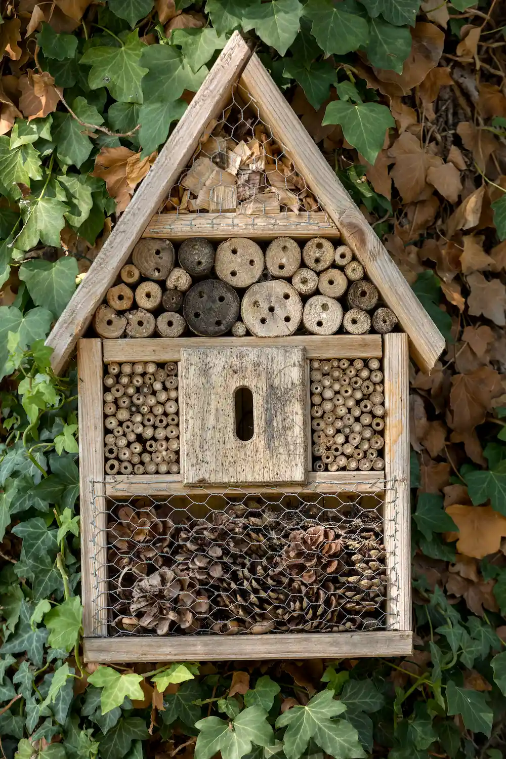 A rustic wooden bee hotel with a pitched roof, filled with various natural materials like drilled logs, bamboo canes, and pine cones, hanging on a wall covered in green and brown ivy.