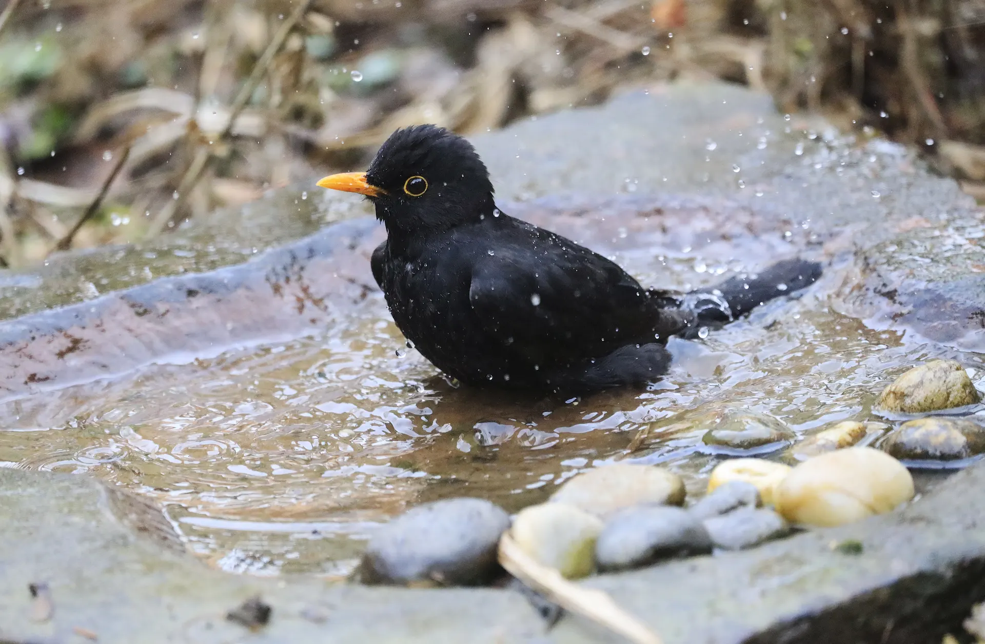 A blackbird with an orange beak splashing water in a stone bird bath filled with water and pebbles, creating ripples