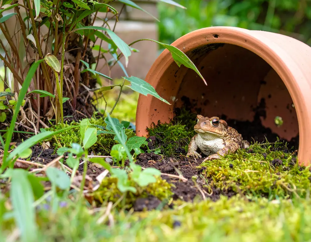 A real garden toad sitting at the entrance of a terracotta pot laid on its side, nestled in moss and soil under garden plants.