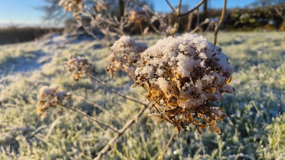 Dried hydrangea flower head covered in white morning frost at Marguerite Rose flower farm in Devon, UK