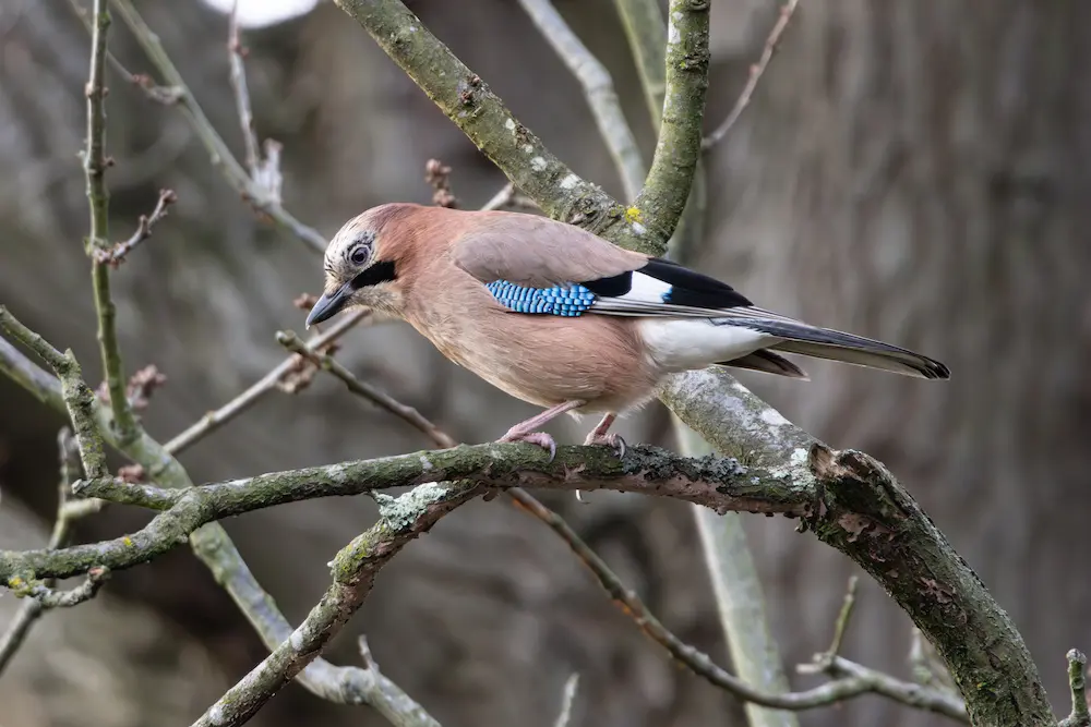 A colourful Jay with distinctive blue wing flashes perched on a tree branch at Marguerite Rose's Devon flower farm.
