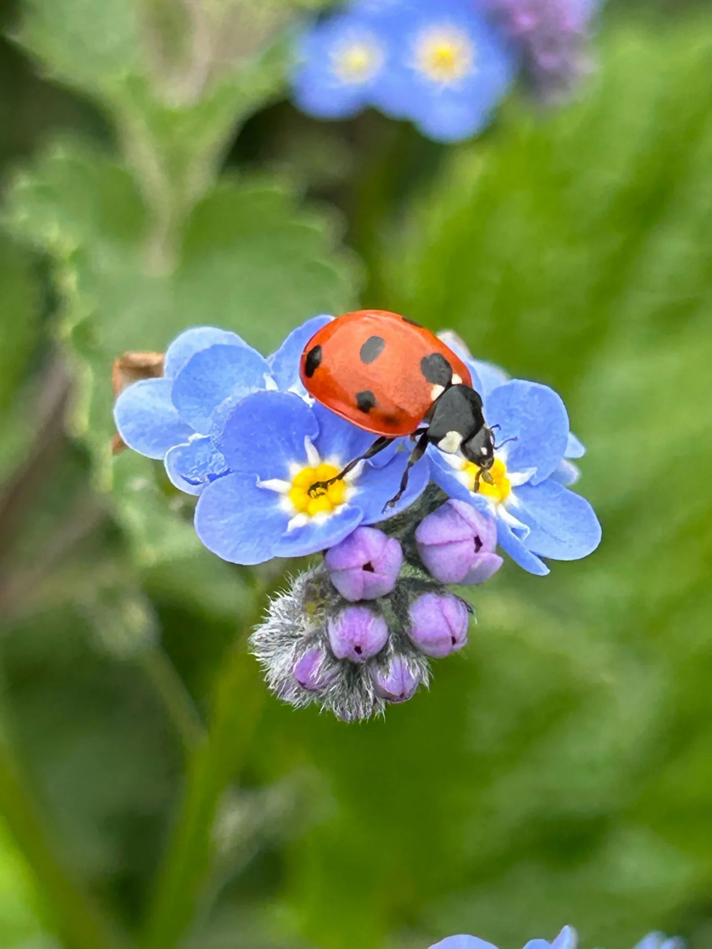 Red ladybird on blue Forget-Me-Not flowers at Marguerite Roses flower farm in Devon, highlighting beneficial insects.