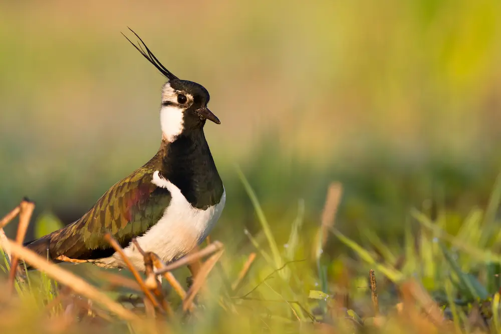 A distinctive Lapwing bird with iridescent green-black plumage, white belly, and long crest, standing in sparse winter grass with a blurred golden background, in the UK.