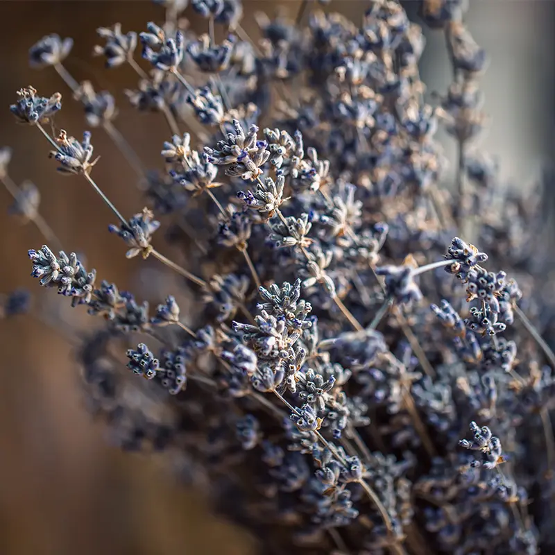 Bundles of dried purple Lavender for Autumn dried flower arrangements and products from Marguerite Rose Devon flower farm.