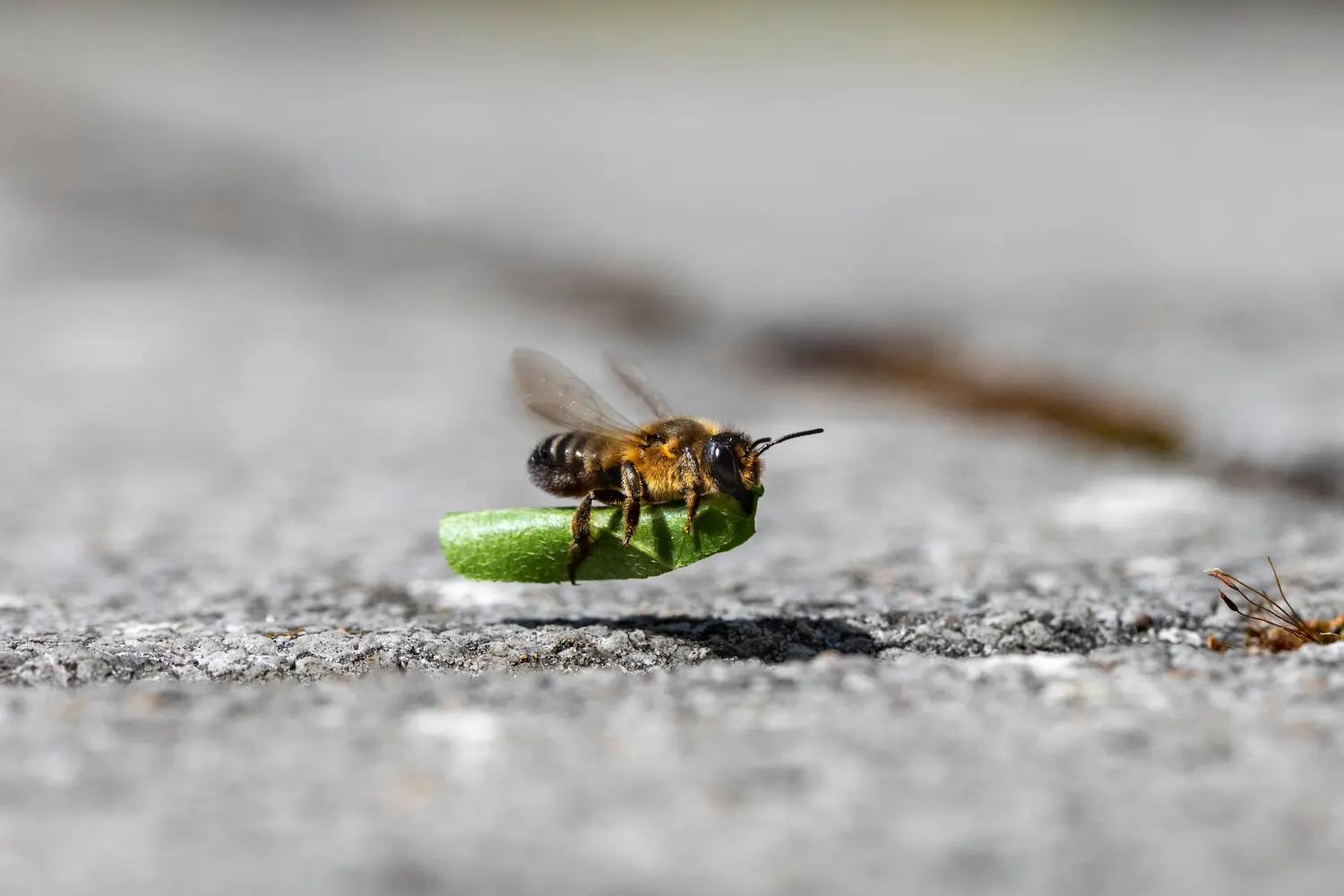 A leaf-cutter bee in flight, carrying a perfectly cut green leaf segment, against a blurred grey background at Marguerite Rose's Devon flower farm.