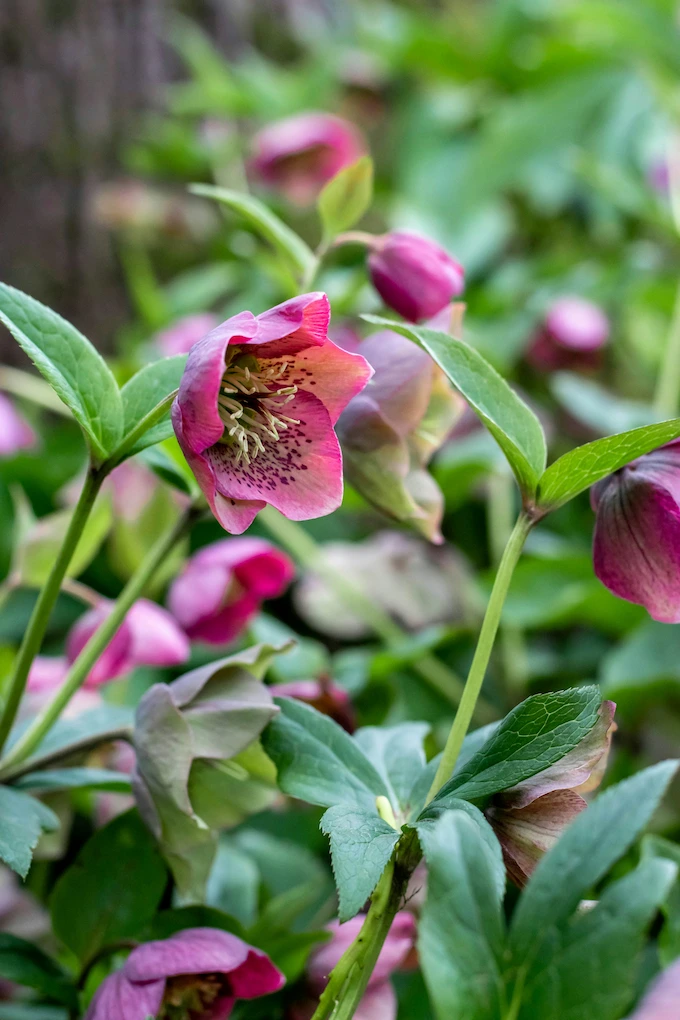 Pink speckled Lenten Rose Hellebores blooming in Devon for the Easter season