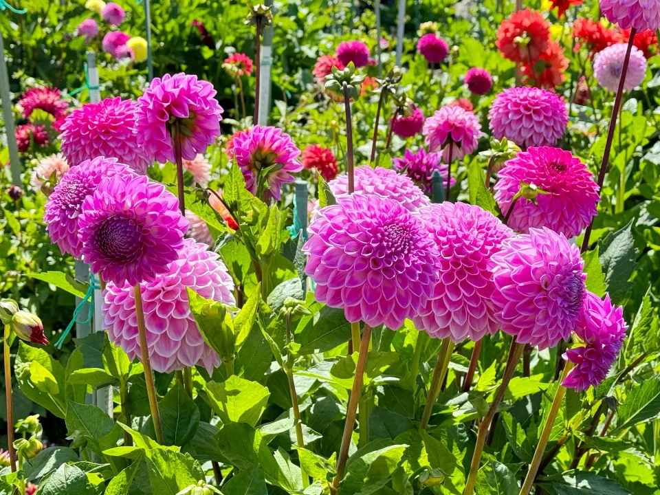 A field of vibrant pink Dahlia flowers, Dahlia pinnata, grown by Marguerite Rose in Devon for cut flowers