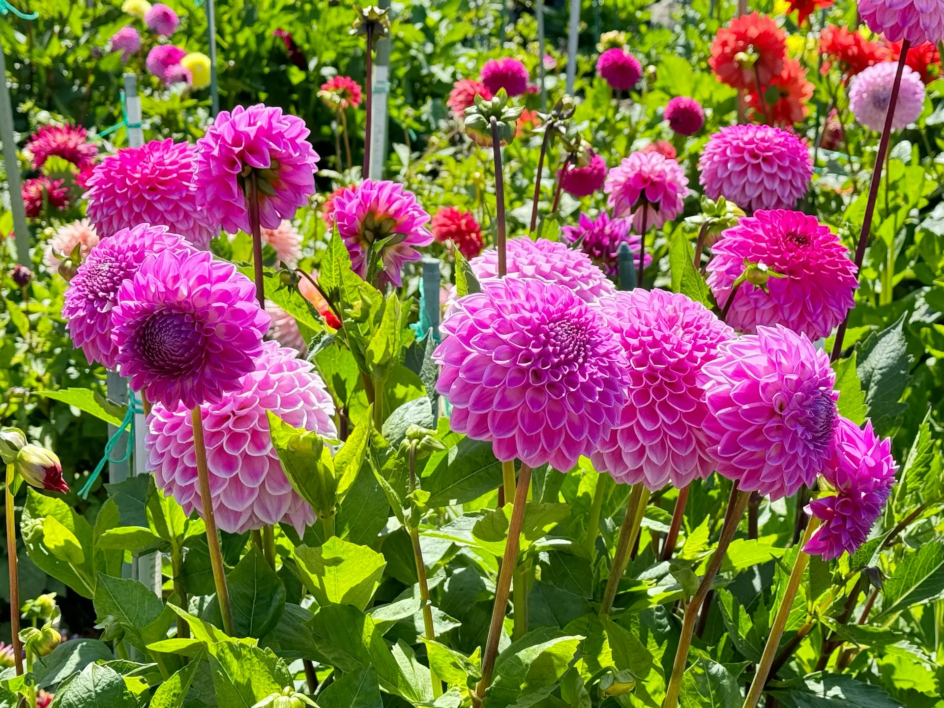 A field of vibrant pink Dahlia flowers, Dahlia pinnata, grown by Marguerite Rose in Devon for cut flowers