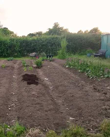 Freshly hand-dug flower border at Marguerite Roses farm in Devon, prepared for new plantings.