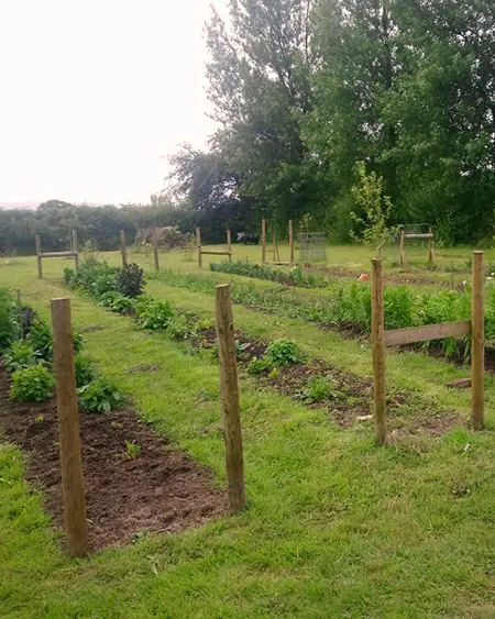 Established flower borders at Marguerite Roses flower farm in Devon, showing new growth and staking for future blooms.