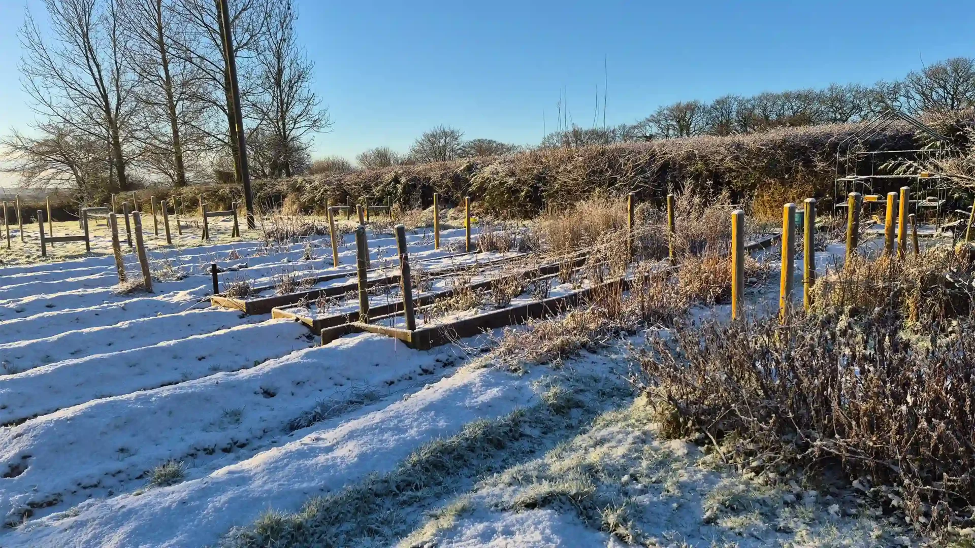 Snowy winter landscape of raised flower beds and wooden posts at Marguerite Rose flower farm in the Devon countryside
