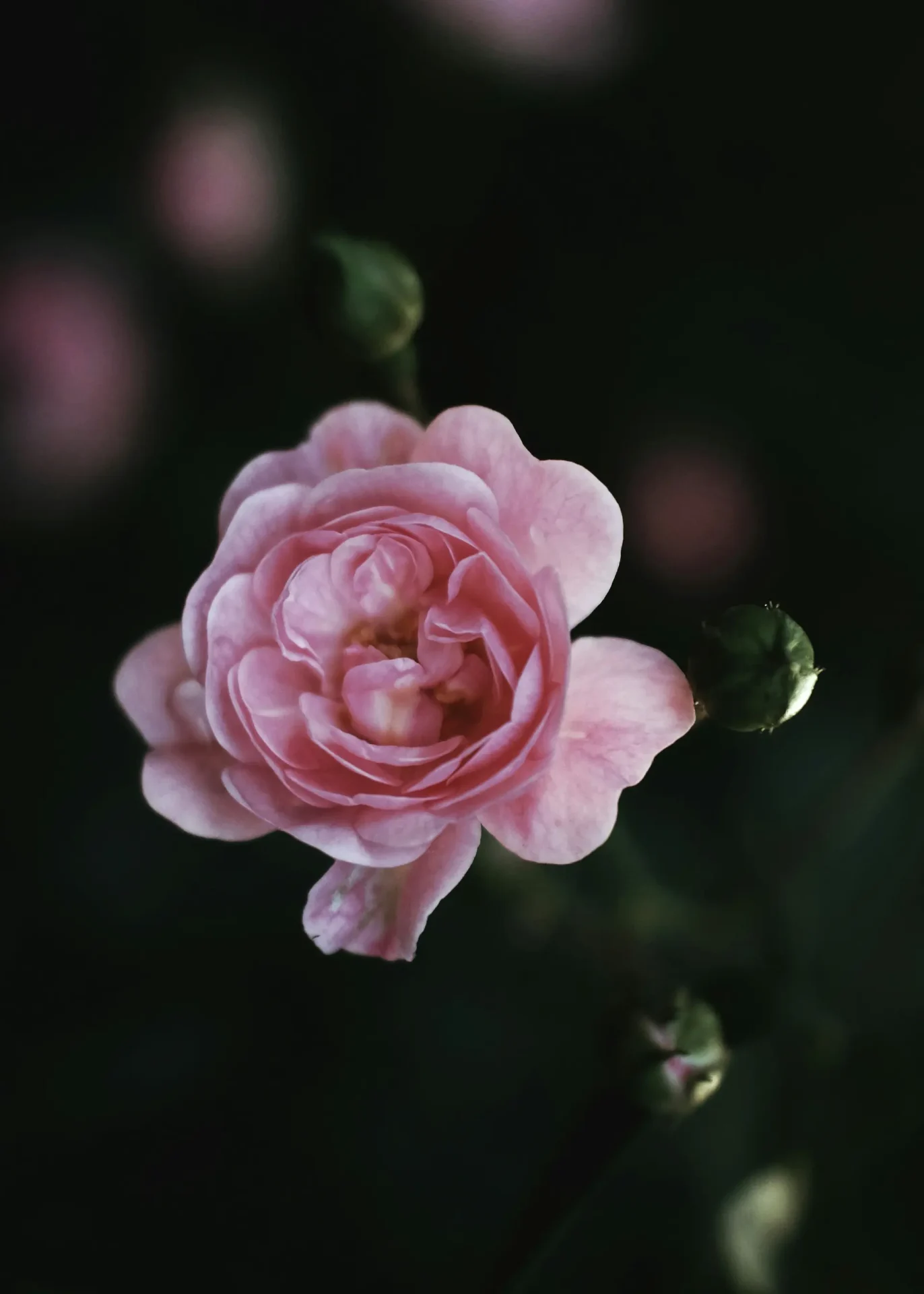 A delicate pink Geranium flower, Pelargonium sp., with dewdrops glistening on its petals, grown by Marguerite Rose in Devon for cut flowers.