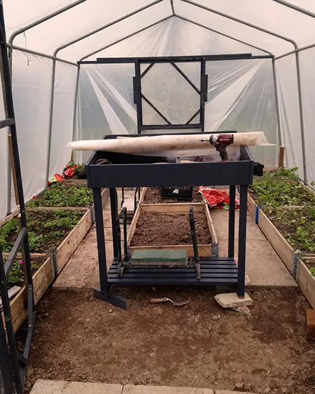 Interior of Marguerite Roses' greenhouse in Devon, showing potting bench and young plants for cut flowers.