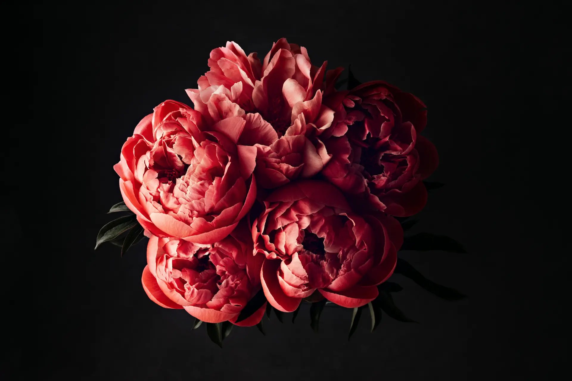 A cluster of vibrant red Peony flowers, Paeonia sp., grown by Marguerite Rose in Devon for cut flowers