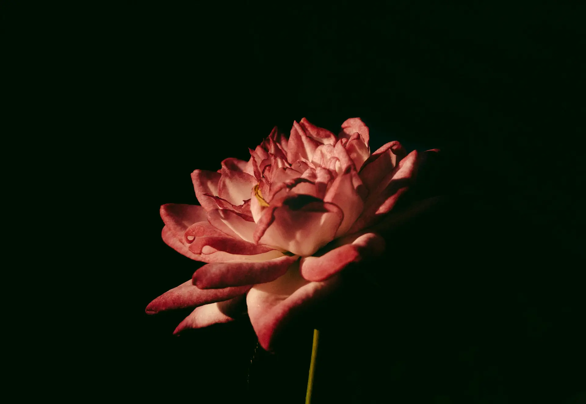 A single, dramatic red Rose, Rosa sp., illuminated by a spotlight against a dark background.