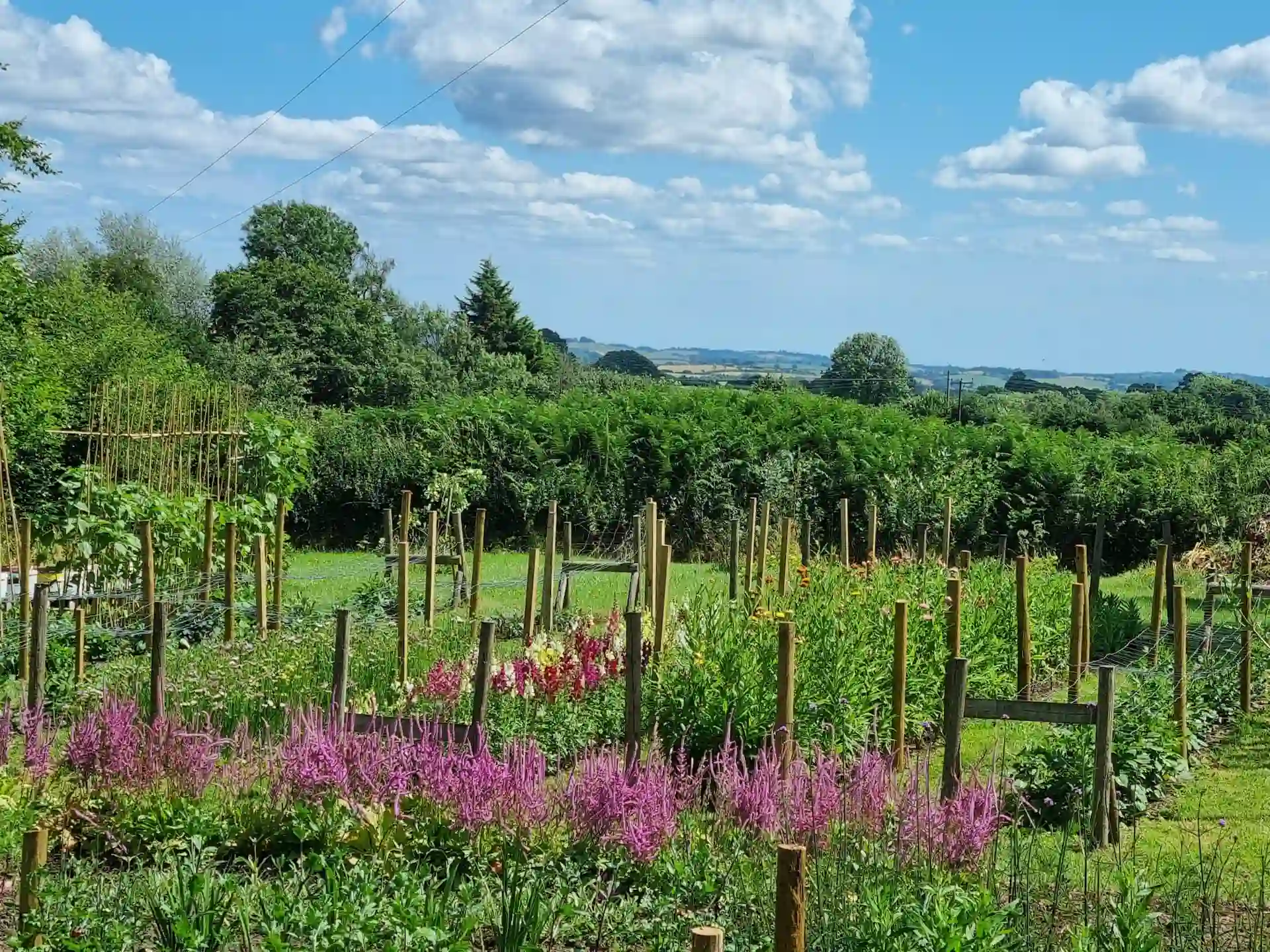 Panoramic view of Marguerite Roses flower farm in Devon, showcasing rows of vibrant flowers under a blue summer sky.