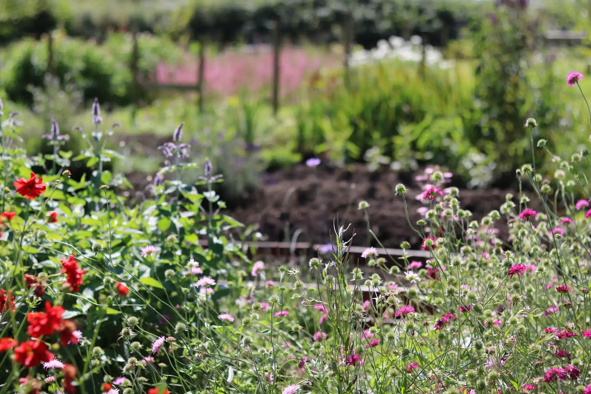 Vibrant flower beds at Marguerite Roses flower farm in Devon during early summer, featuring red and purple blooms.
