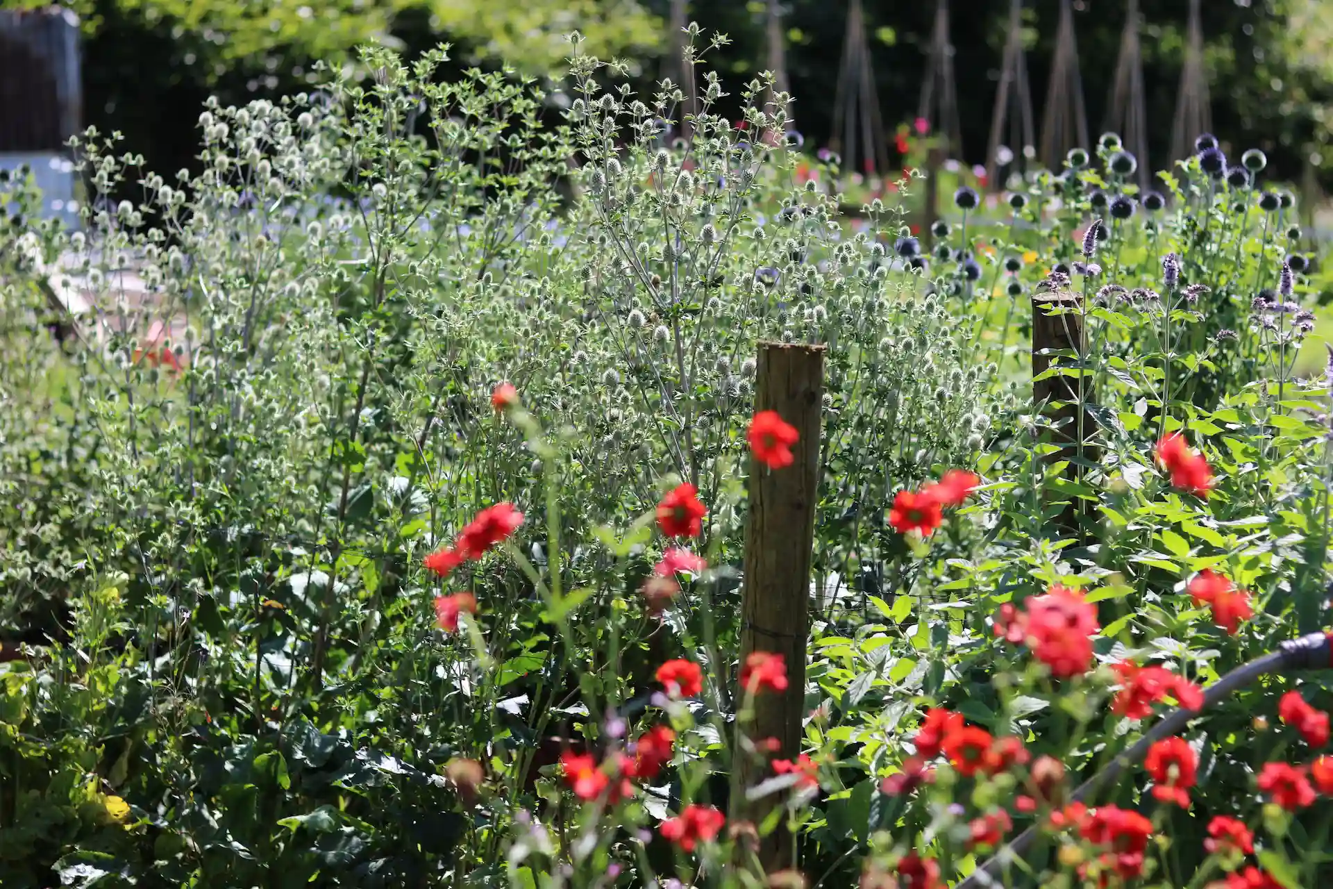 Close-up of vibrant red Avens and other unique blooms at Marguerite Roses flower farm, Devon.