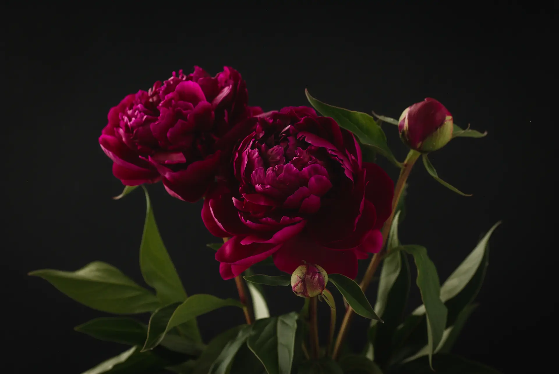 Deep burgundy peonies with layered petals photographed against a black background, grown by Marguerite Rose in Devon, showing both open blooms and buds