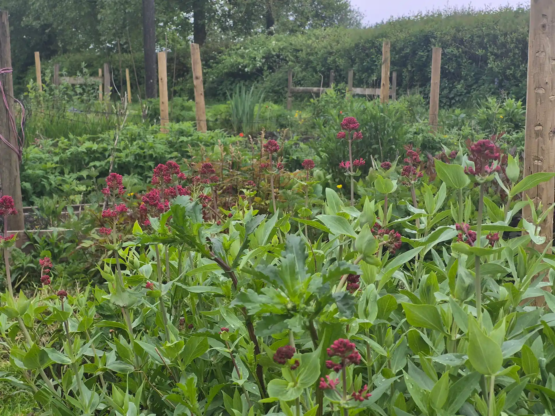 A close up view of deep pink Red Valerian flowers growing in a lush green garden at Marguerite Roses flower farm in Devon