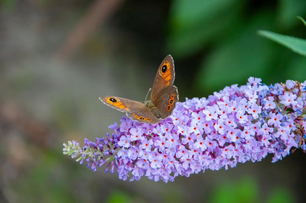 A Meadow Brown butterfly pollinating a vibrant lavender flower on Marguerite Rose's Devon flower farm.