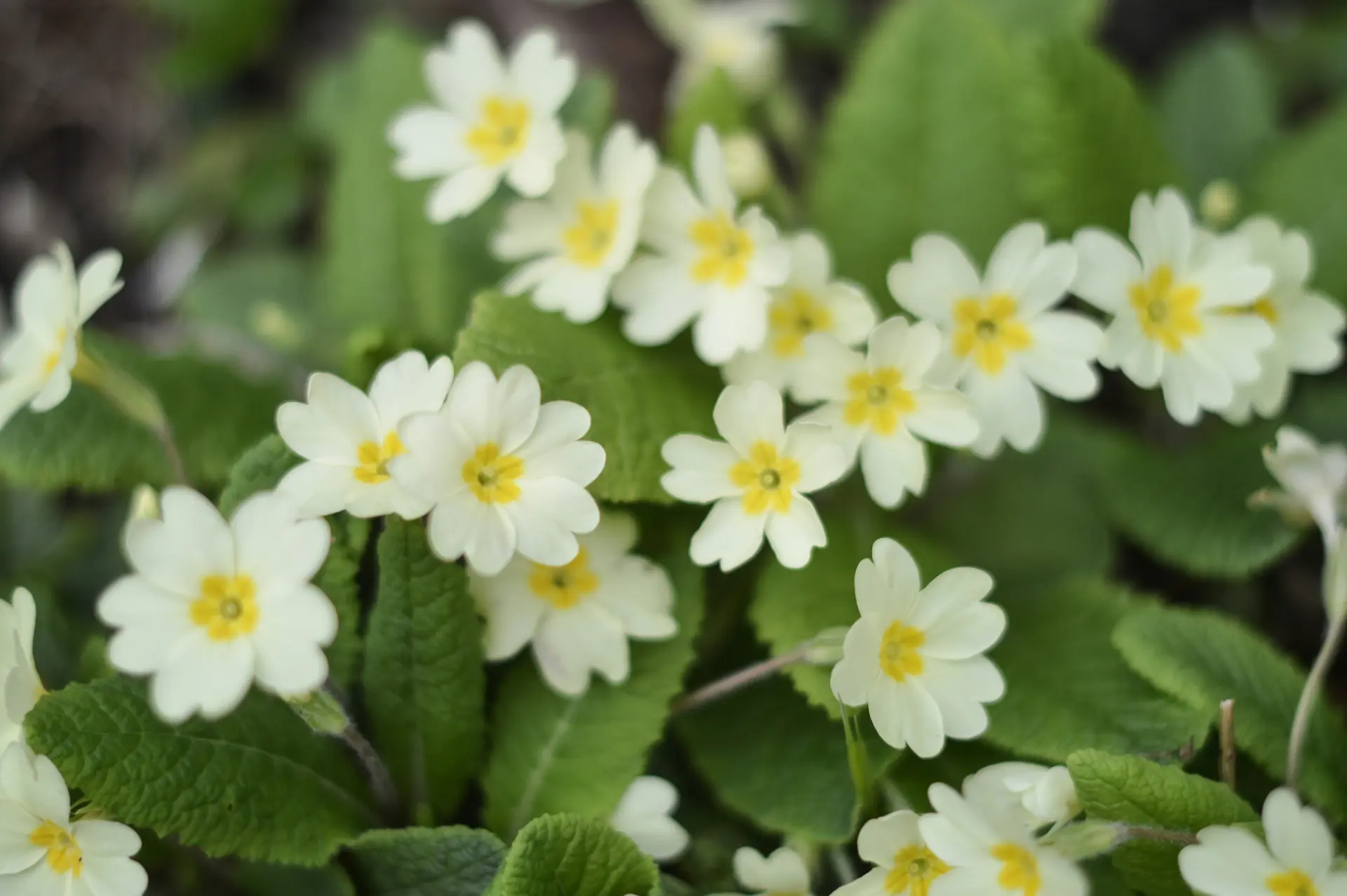 Close up photograph of wild primroses growing in a Devon hedgerow near Black Dog, with pale cream petals and yellow centres nestled among fresh green leaves.