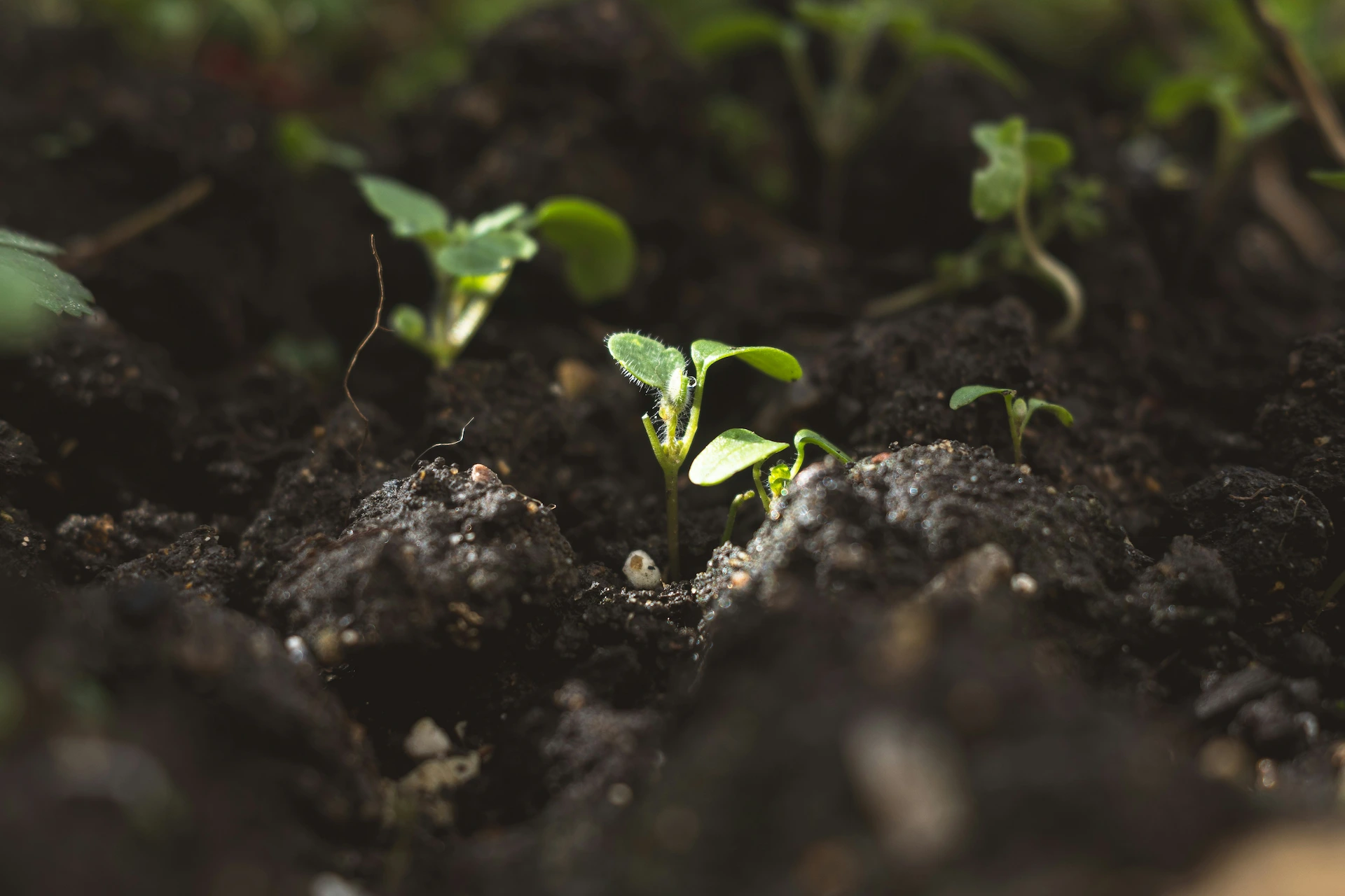 New flower seedlings emerging from soil at Marguerite Roses flower farm in Devon, signifying fresh growth.