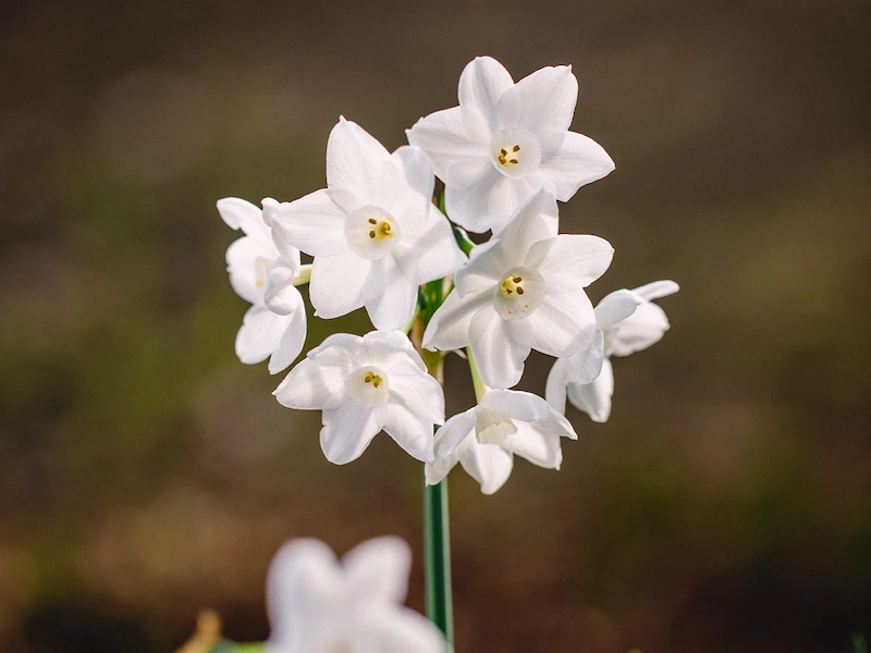 A cluster of delicate white Paperwhite Narcissus flowers with small yellow centers, a fragrant winter bloom grown by Marguerite Rose in Devon