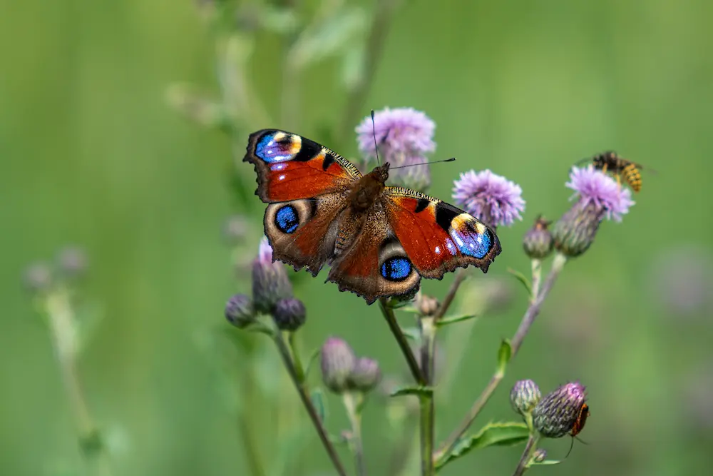 A vibrant Peacock butterfly with open wings showing its distinct red, black, and blue eyespots rests on a pink thistle flower at Marguerite Rose's Devon flower farm.