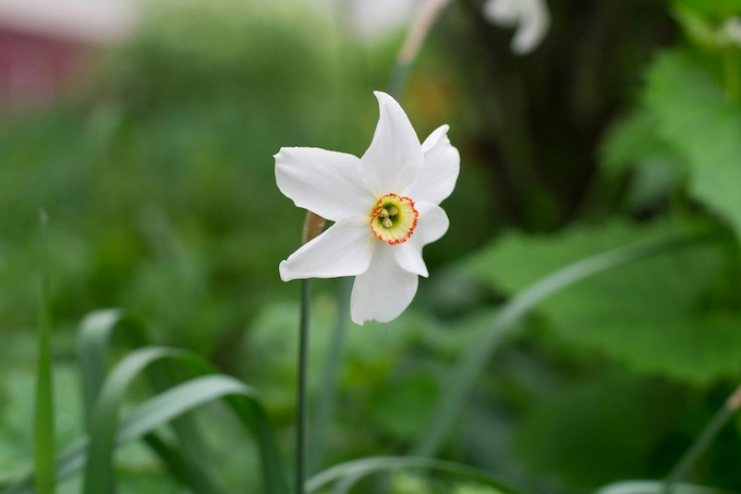 Close up of a Pheasant's Eye Narcissus (Poet's Daffodil) with white petals and a red-rimmed centre blooming in Devon