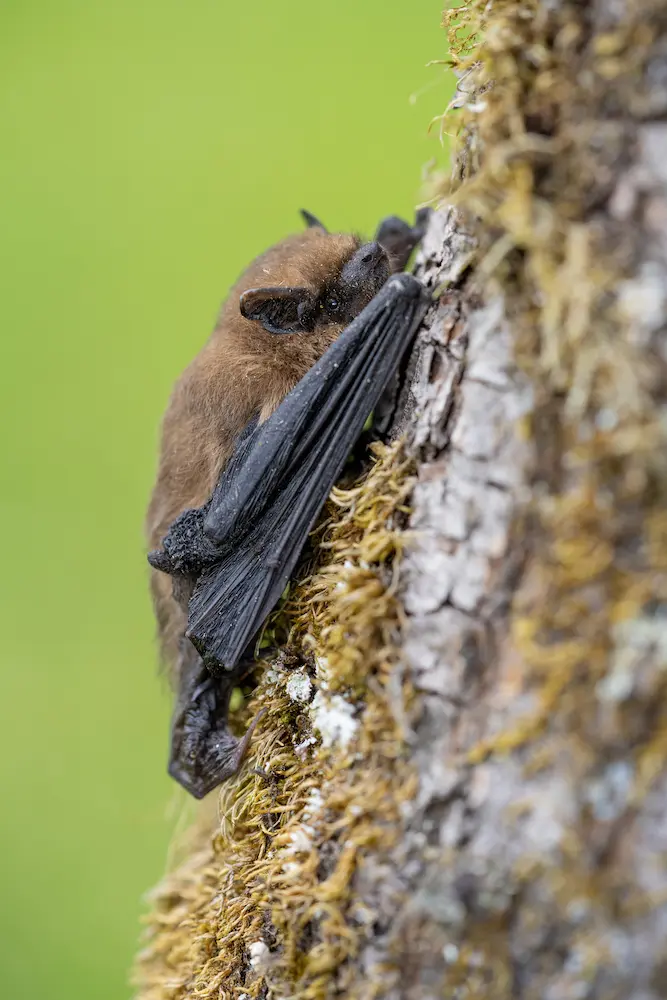 A small brown pipistrelle bat with a furry body and leathery wings hangs on to the side of a mossy tree trunk at Marguerite Rose's Devon flower farm.