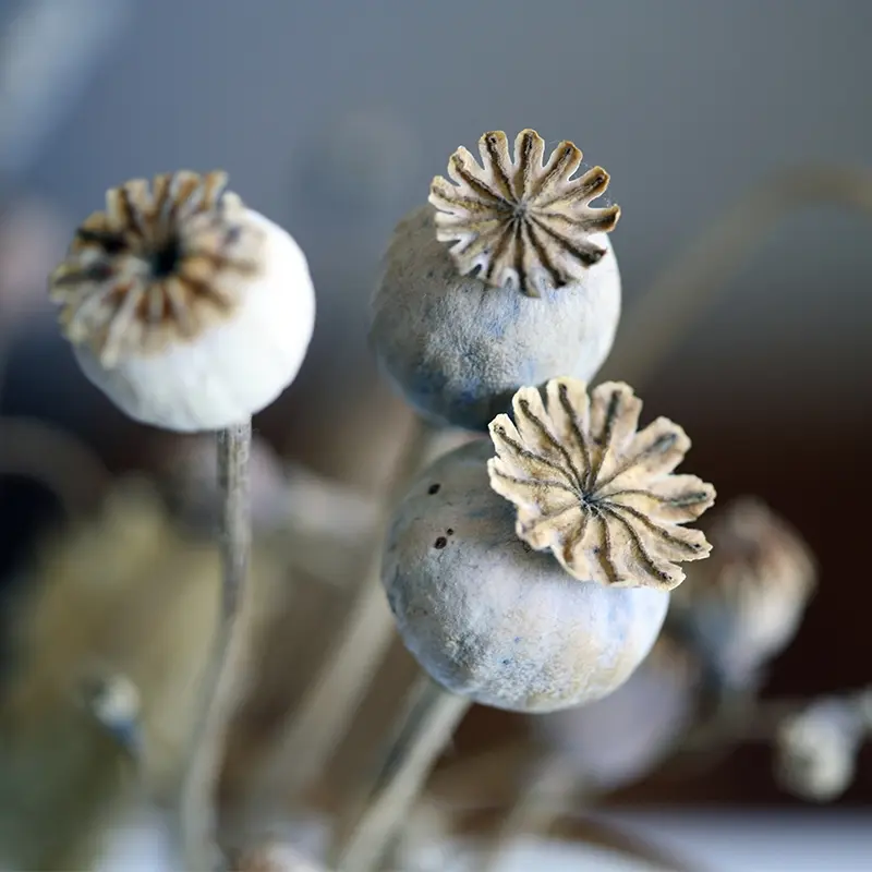 Dried beige Poppy seed pods for Autumn dried flower arrangements from Marguerite Rose Devon flower farm.