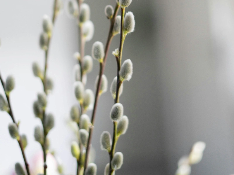 Soft, velvety grey Pussy Willow catkins on slender brown stems, a textured British foliage grown by Marguerite Rose in Devon