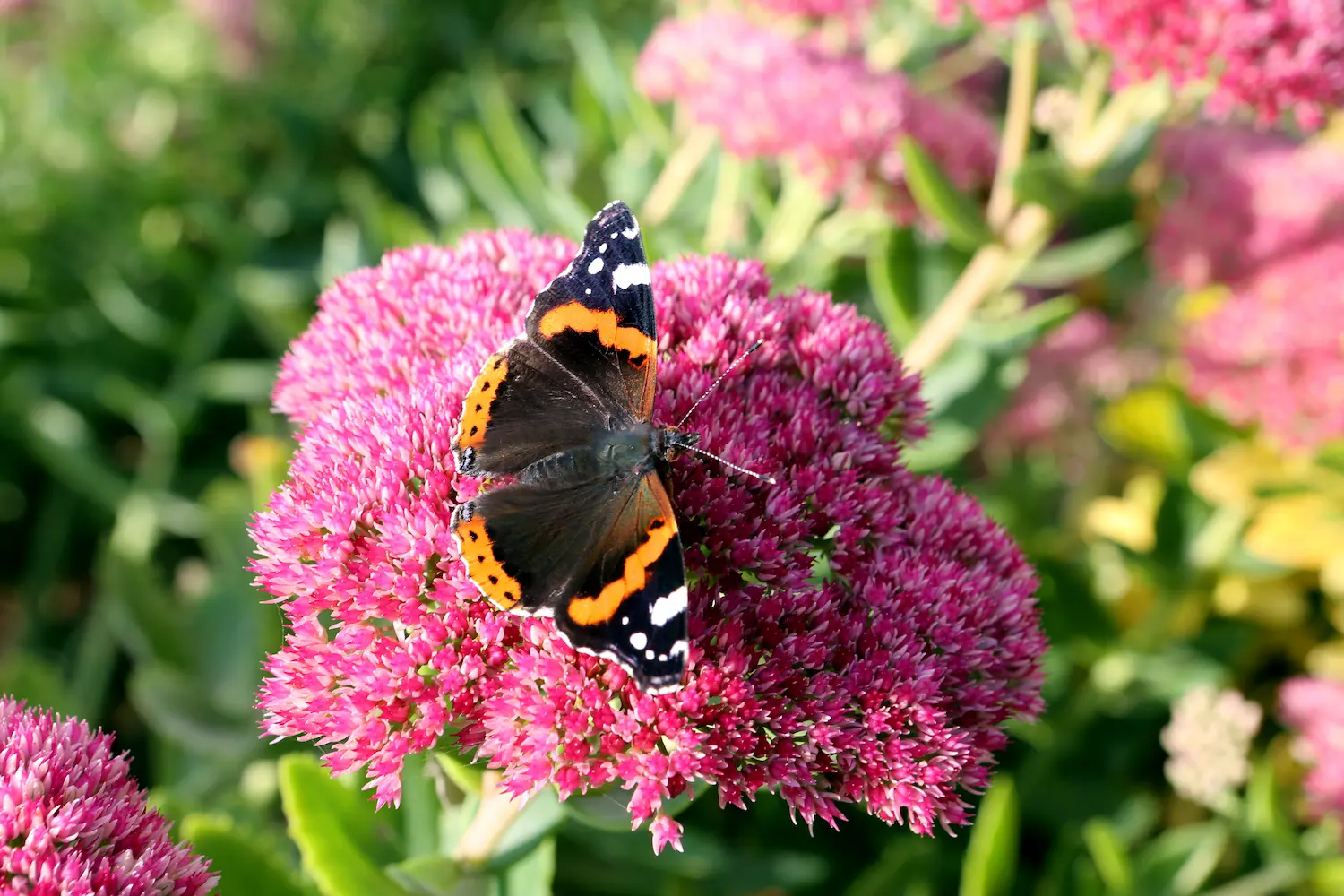 A vibrant red admiral butterfly with black, red, and white markings rests with open wings on a cluster of pink Sedum flowers at Marguerite Rose's Devon flower farm.