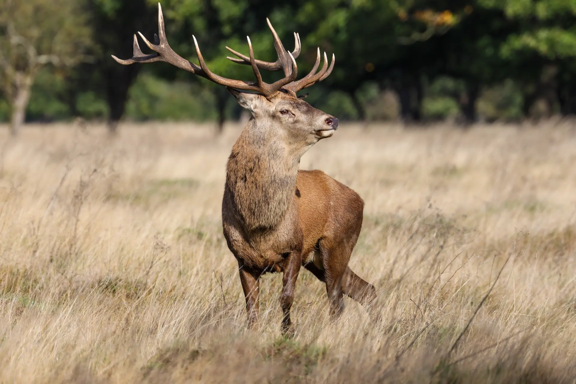 A majestic red deer stag with large antlers standing in a field at Marguerite Rose's Devon flower farm.