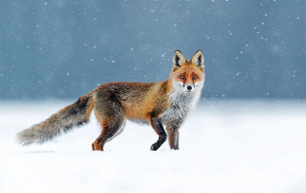 A striking red fox with a thick winter coat and bushy tail standing in a snowy landscape with falling snow, in the UK countryside near Marguerite Rose's Devon flower farm.