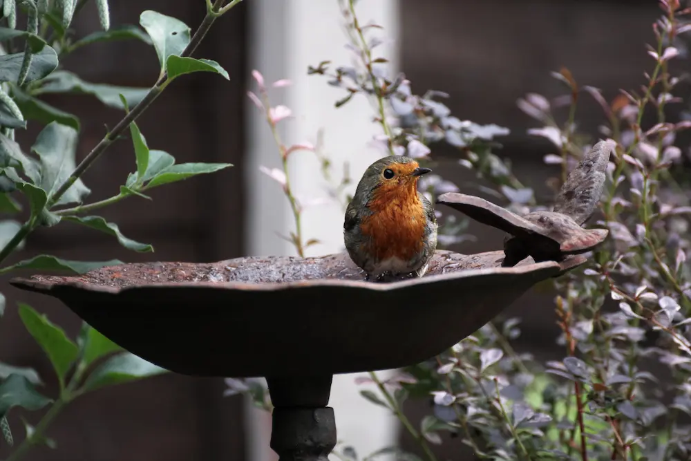 A small European robin with a red breast perched in a rustic bird bath at Marguerite Rose's Devon flower farm.