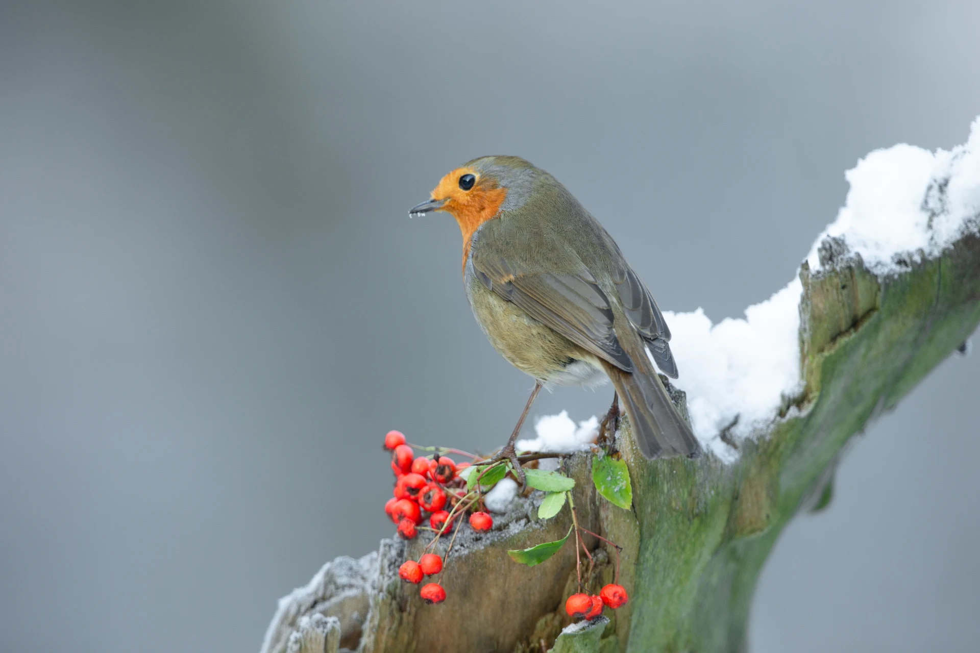 A European robin with a bright orange-red breast perched on a snow-dusted branch with red berries, in a winter scene at Marguerite Rose's Devon flower farm.