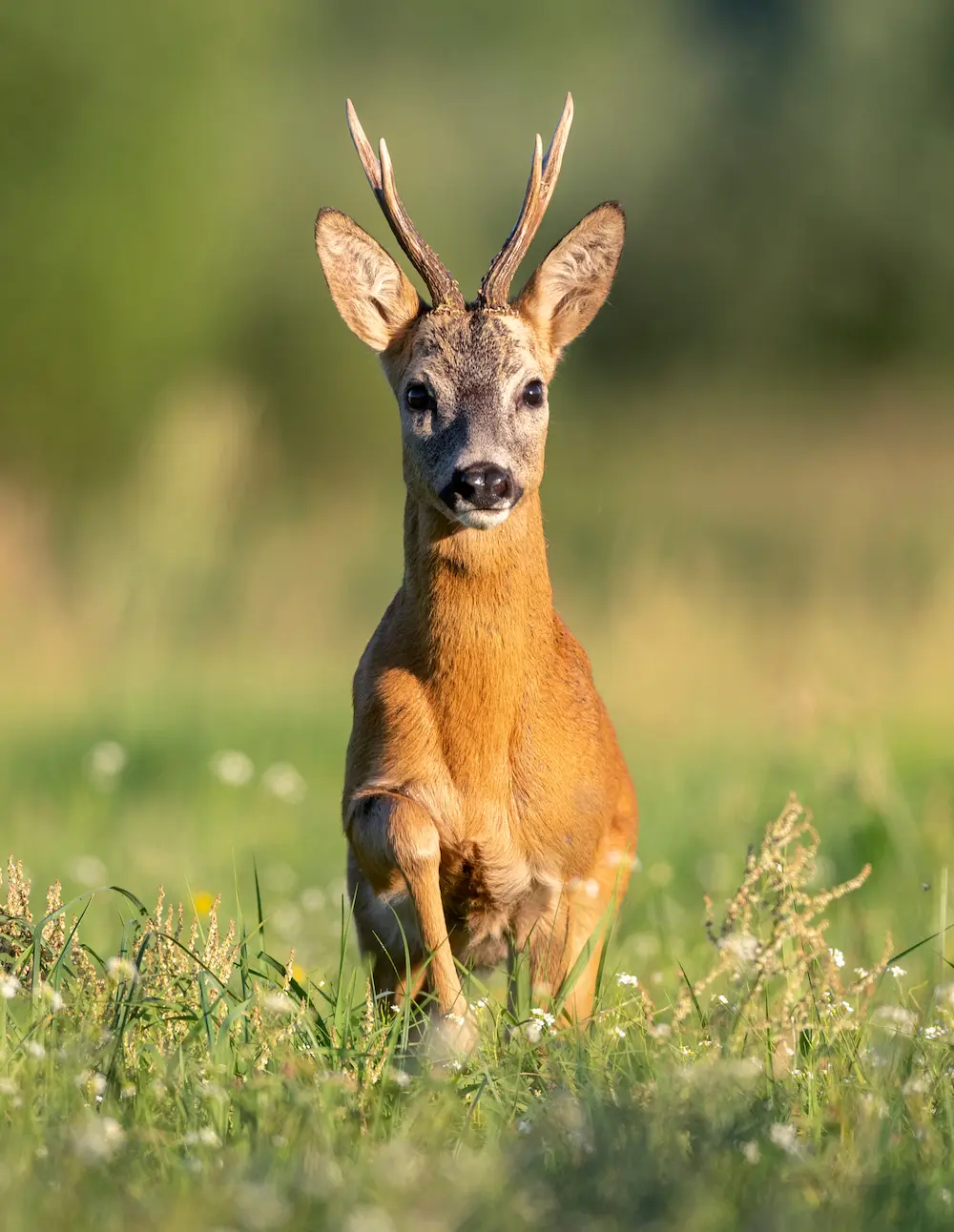 A male Roe Deer (buck) with small antlers standing alert in a lush green meadow with wildflowers, basking in sunlight during a UK spring.