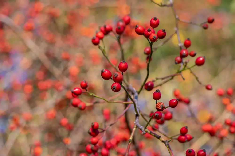 Bright red rose hips on thorny branches against a blurred autumn background at Marguerite Rose's Devon flower farm.