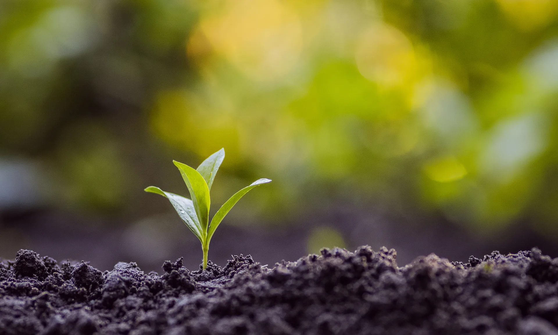 A tiny green flower seedling with two cotyledon leaves sprouting from dark soil, against a blurred green background, at Marguerite Rose's Devon flower farm.